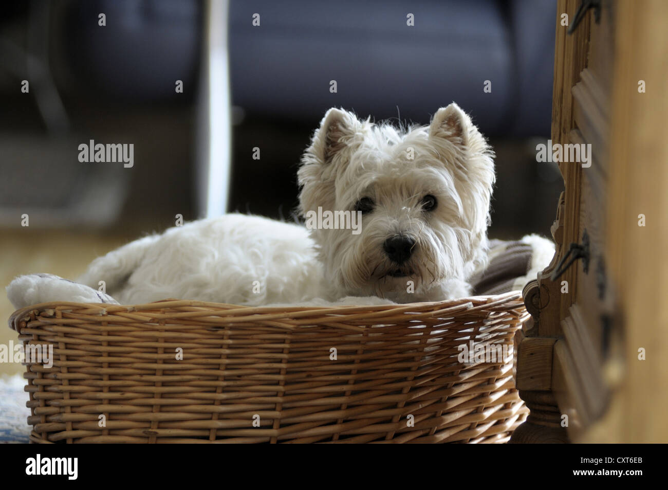West Highland Terrier lying in a basket Stock Photo