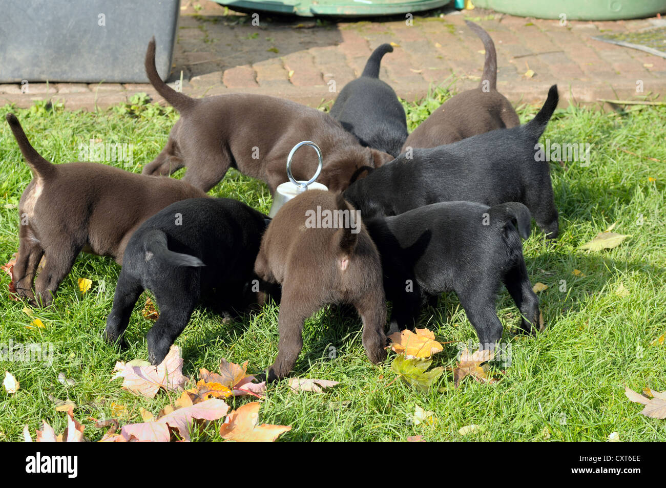 Black and brown Labrador puppies eating Stock Photo