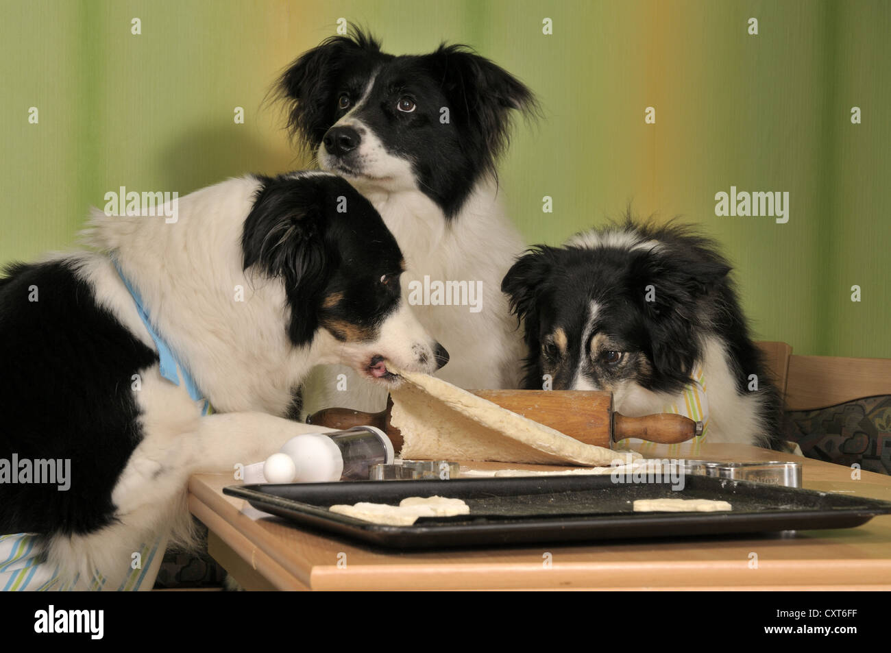 Three Border Collies making biscuits, one dog pulling the dough Stock Photo