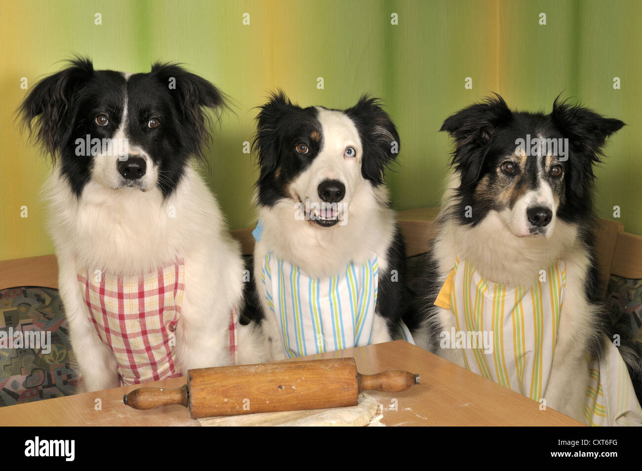 Three Border Collies making biscuits Stock Photo