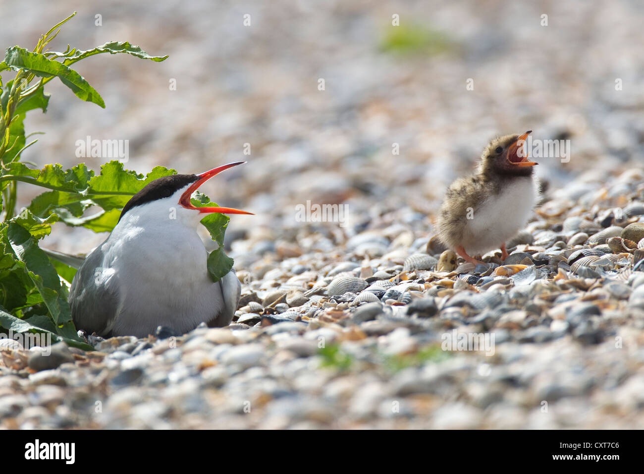 Common tern (Sterna hirundo) with a chick, Texel, the Netherlands, Europe Stock Photo