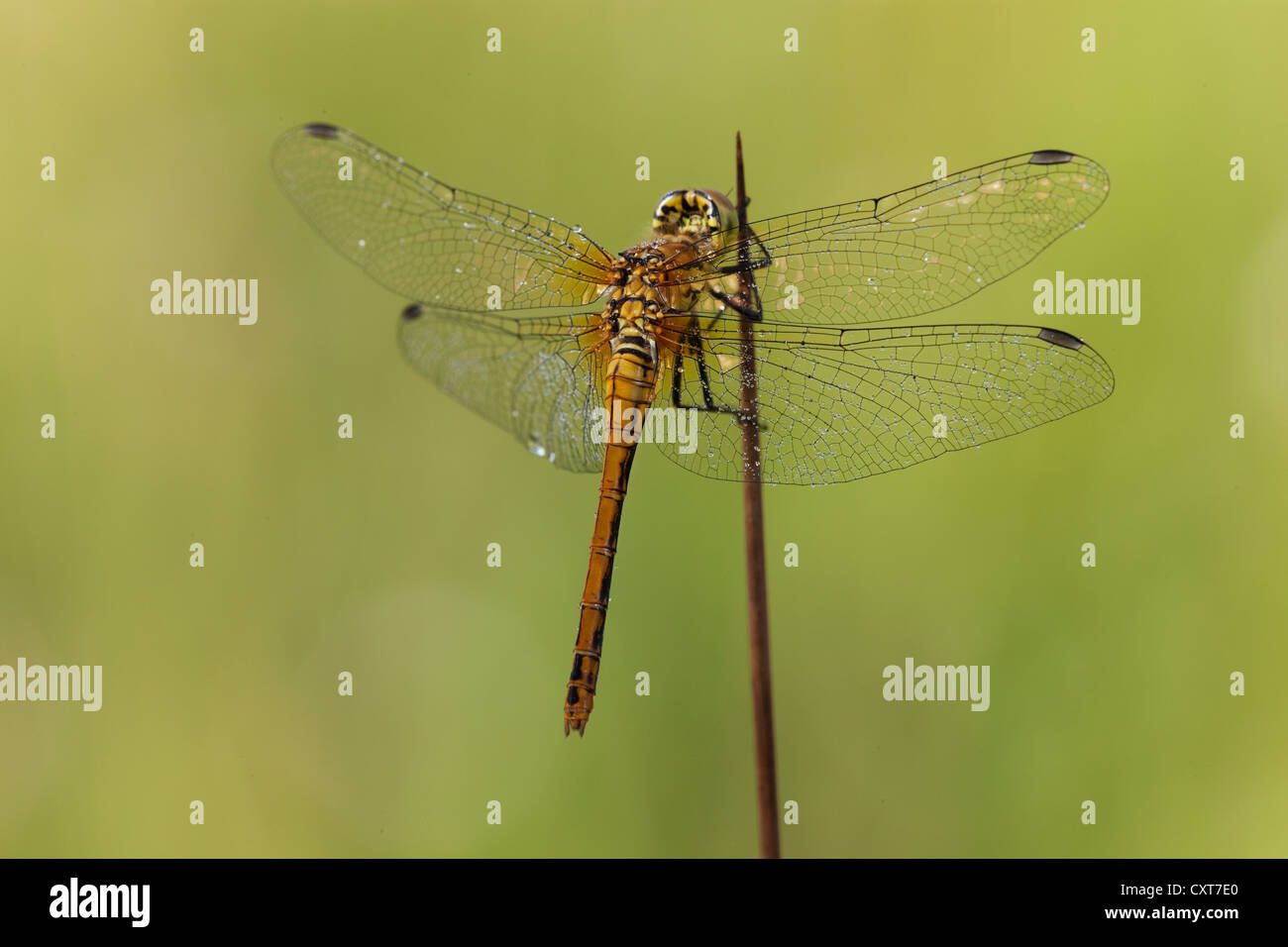 Vagrant Darter Dragonfly (Sympetrum vulgatum), female, Vulkan Eifel, Rhineland-Palatinate Stock Photo