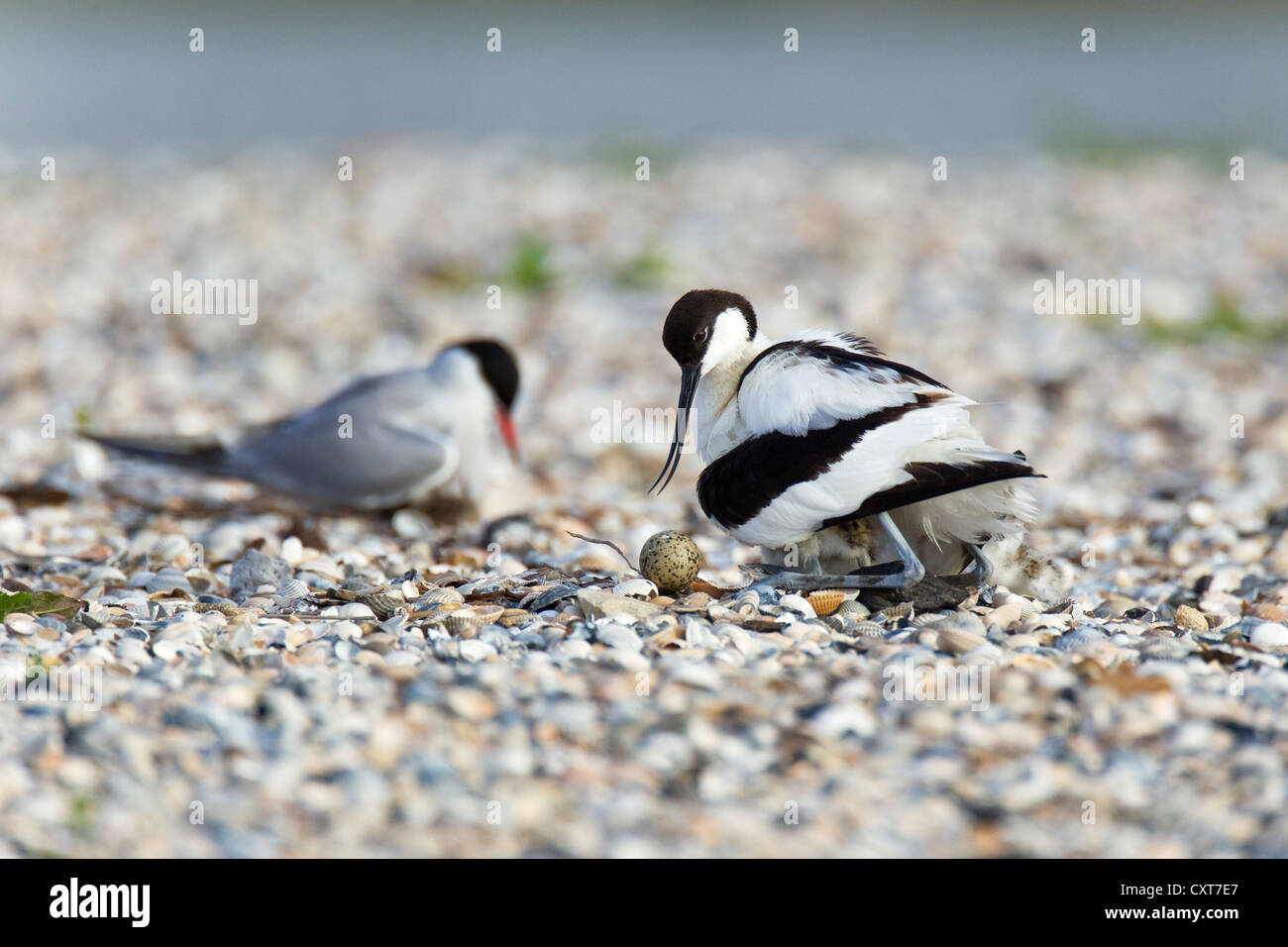 Pied Avocet (Recurvirostris avosetta) on a nest with an egg and a chick, Texel, The Netherlands, Europe Stock Photo