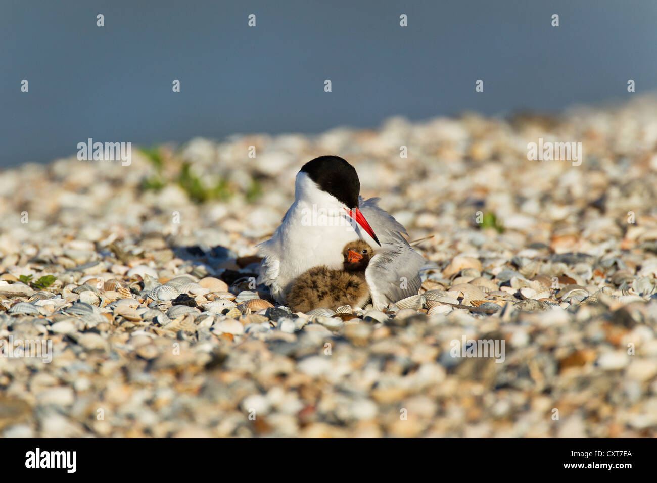 Common Tern (Sterna hirundo) with a chick, Texel, The Netherlands, Europe Stock Photo