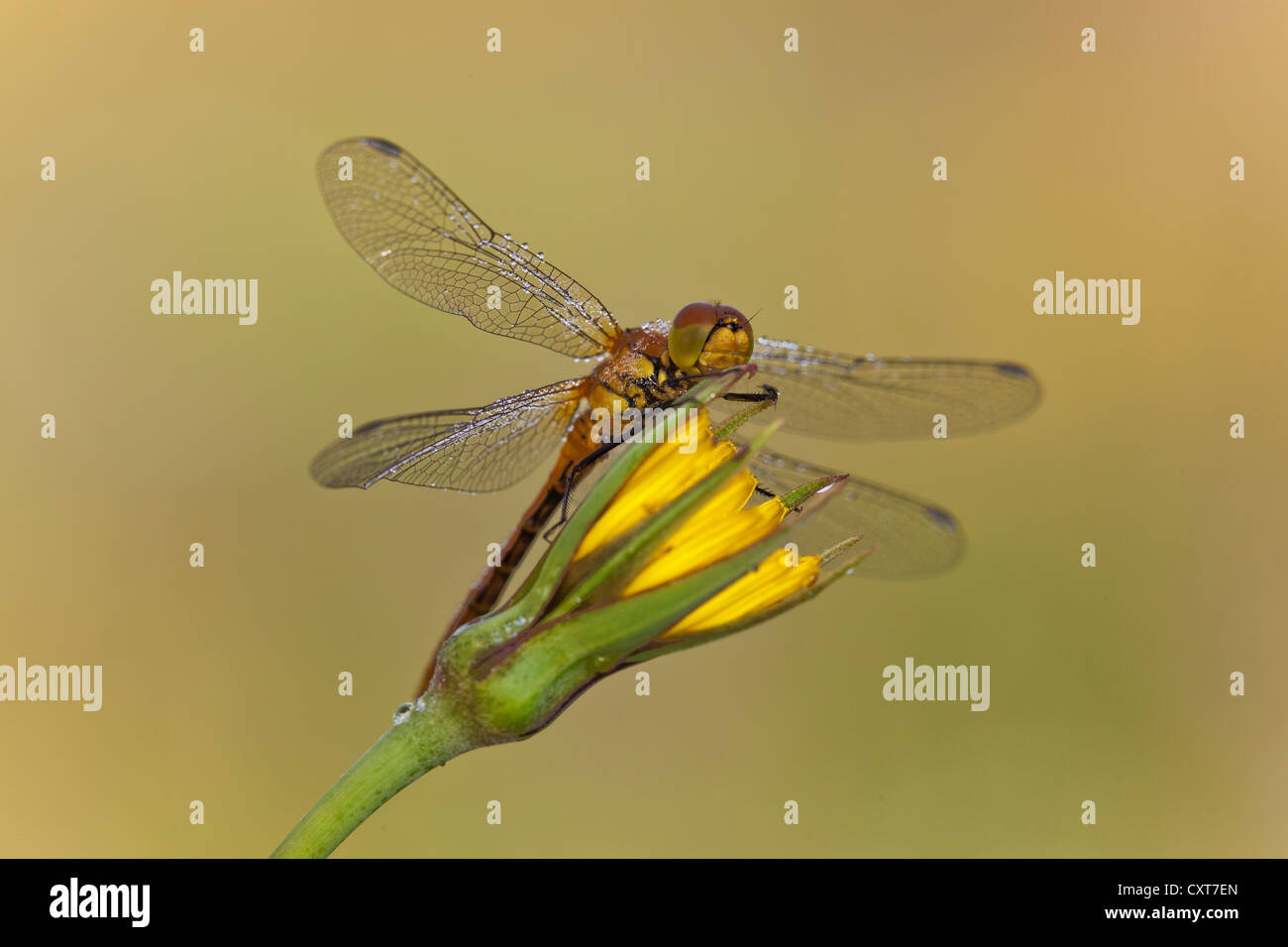 Common Darter Dragonfly (Sympetrum striolatum), Vulkan Eifel, Rhineland-Palatinate Stock Photo