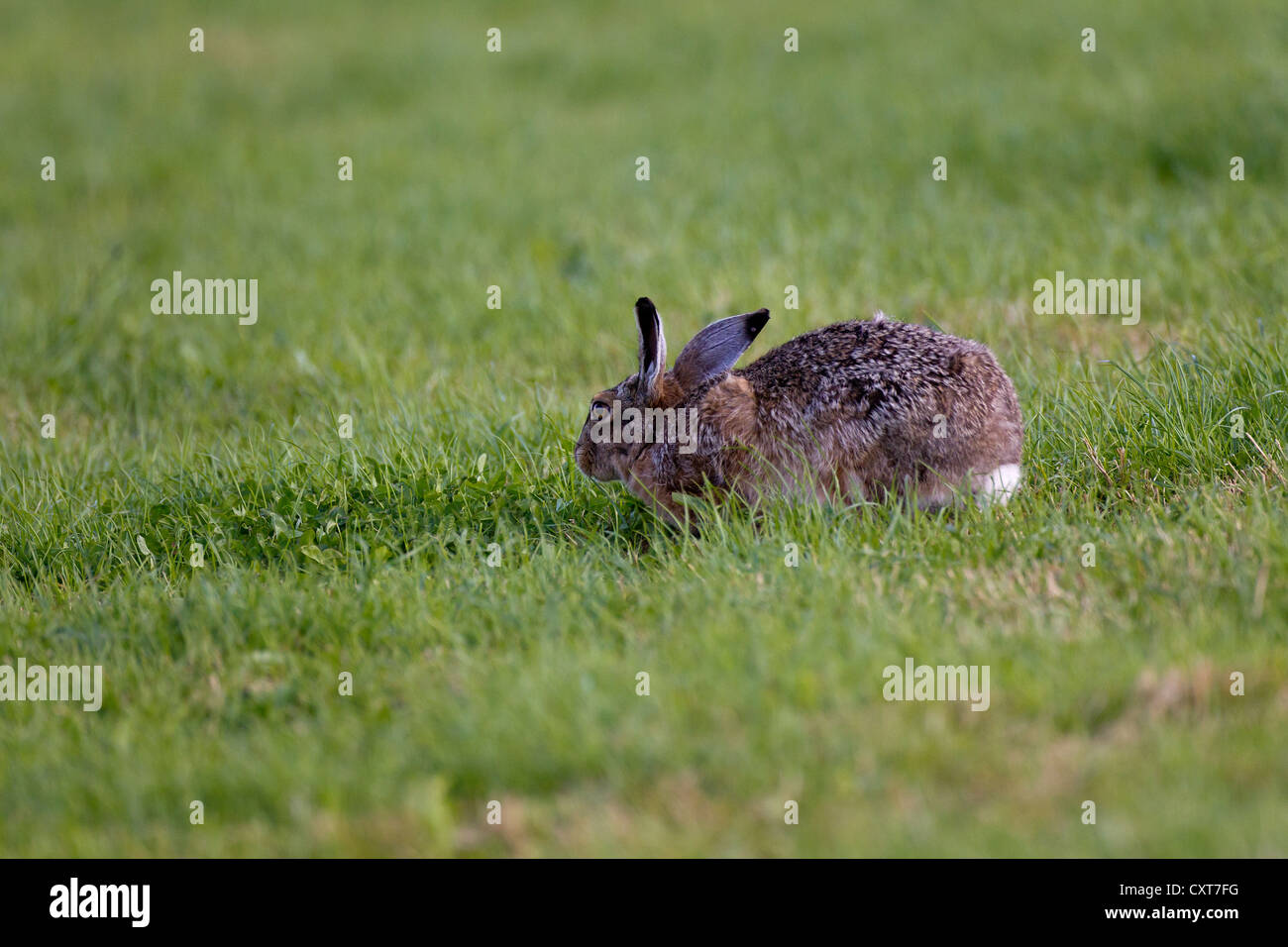 Hare (Lepus europaeus), Texel, Holland, The Netherlands, Europe Stock Photo