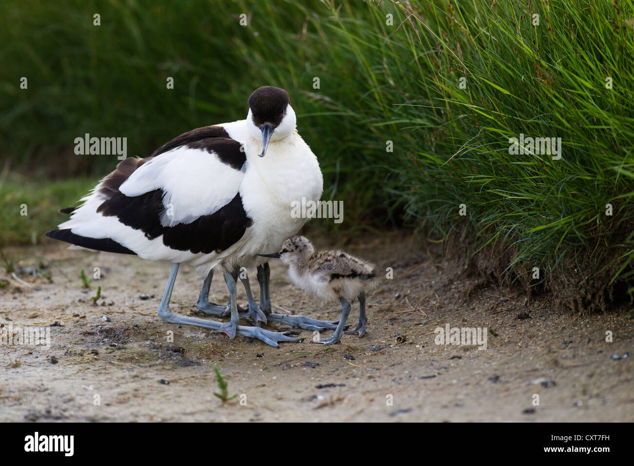 Pied Avocet (Recurvirostris avosetta) with chicks, Texel, The Netherlands, Europe Stock Photo