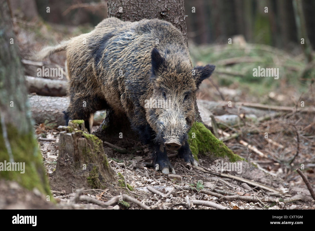 Wild Boar (Sus scrofa), tusker, Rhineland-Palatinate, Europe Stock Photo