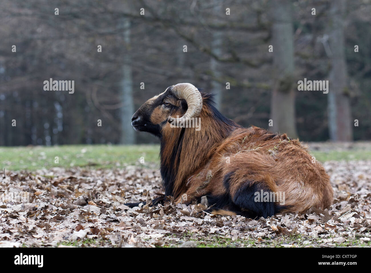 Mouflon (Ovis orientalis), Daun Wildlife Park, Rhineland-Palatinate Stock Photo