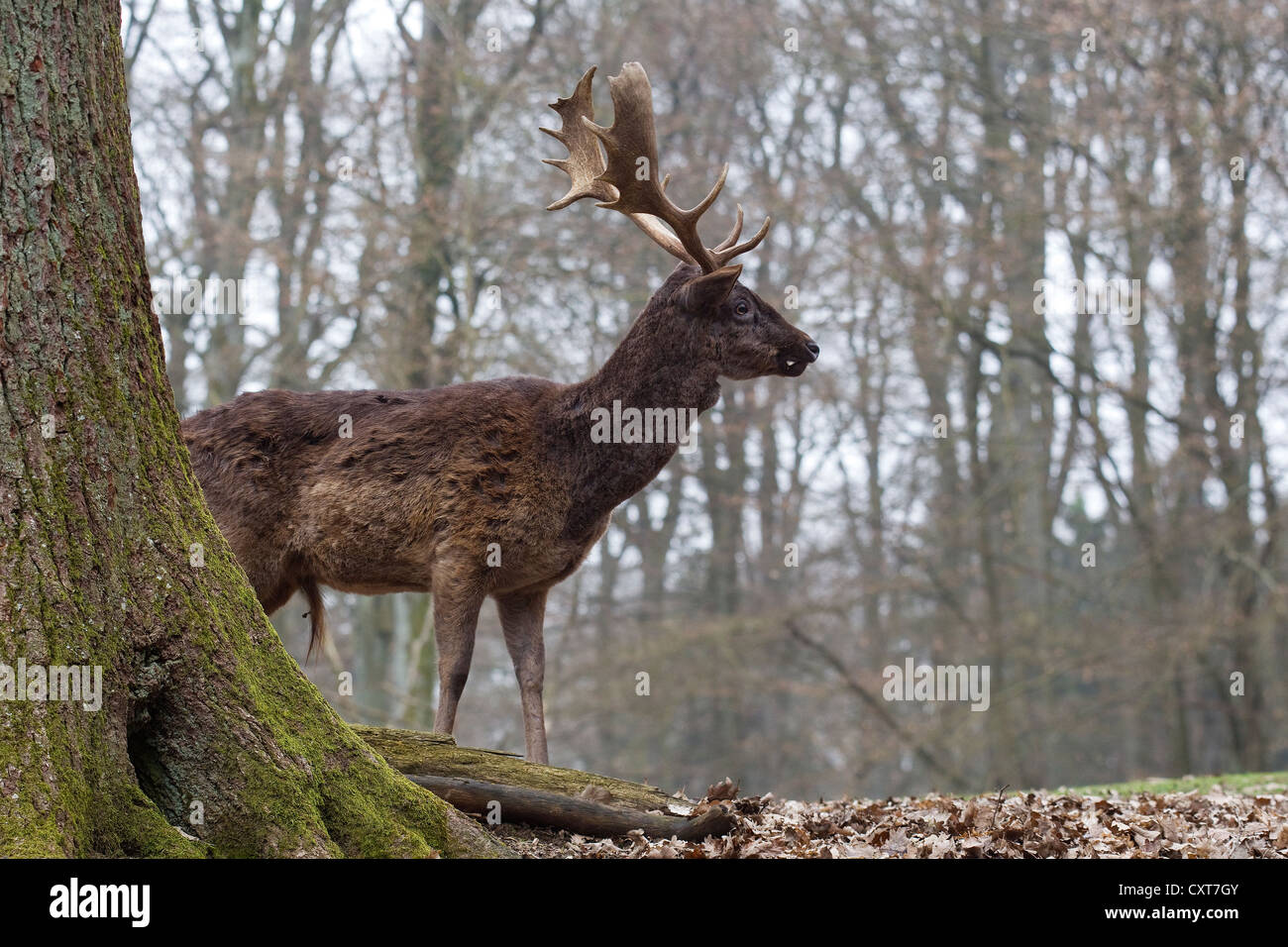 Fallow Deer (Dama dama), Daun Wildlife Park, Rhineland-Palatinate Stock Photo