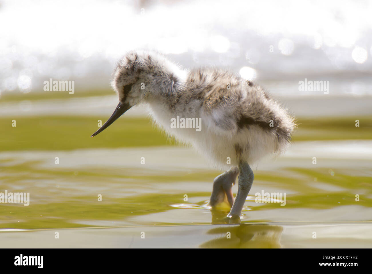 Pied Avocet (Recurvirostris avosetta) chick, Texel, The Netherlands, Europe Stock Photo