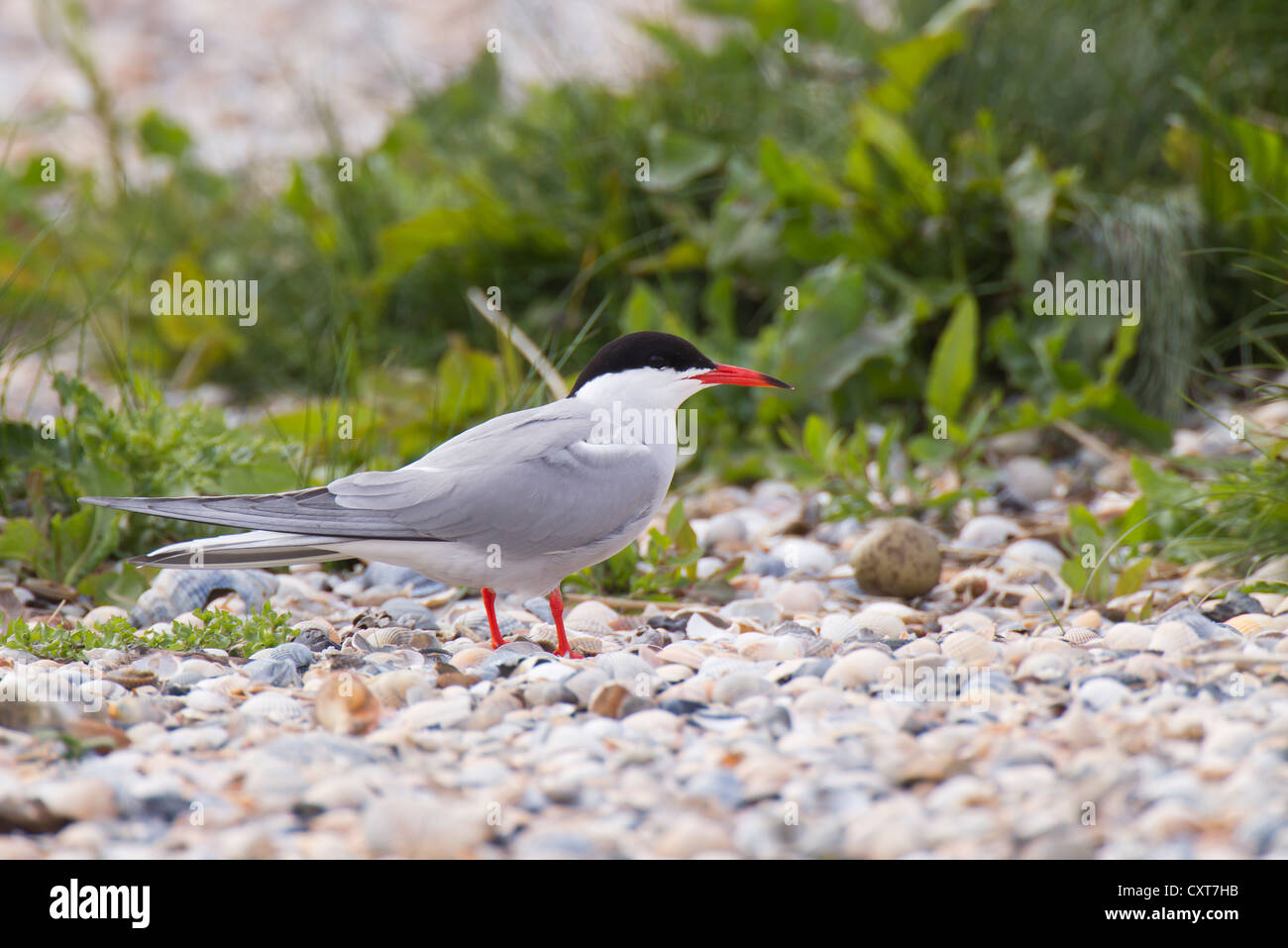 Common Tern (Sterna hirundo), with egg at back, Texel, The Netherlands, Europe Stock Photo