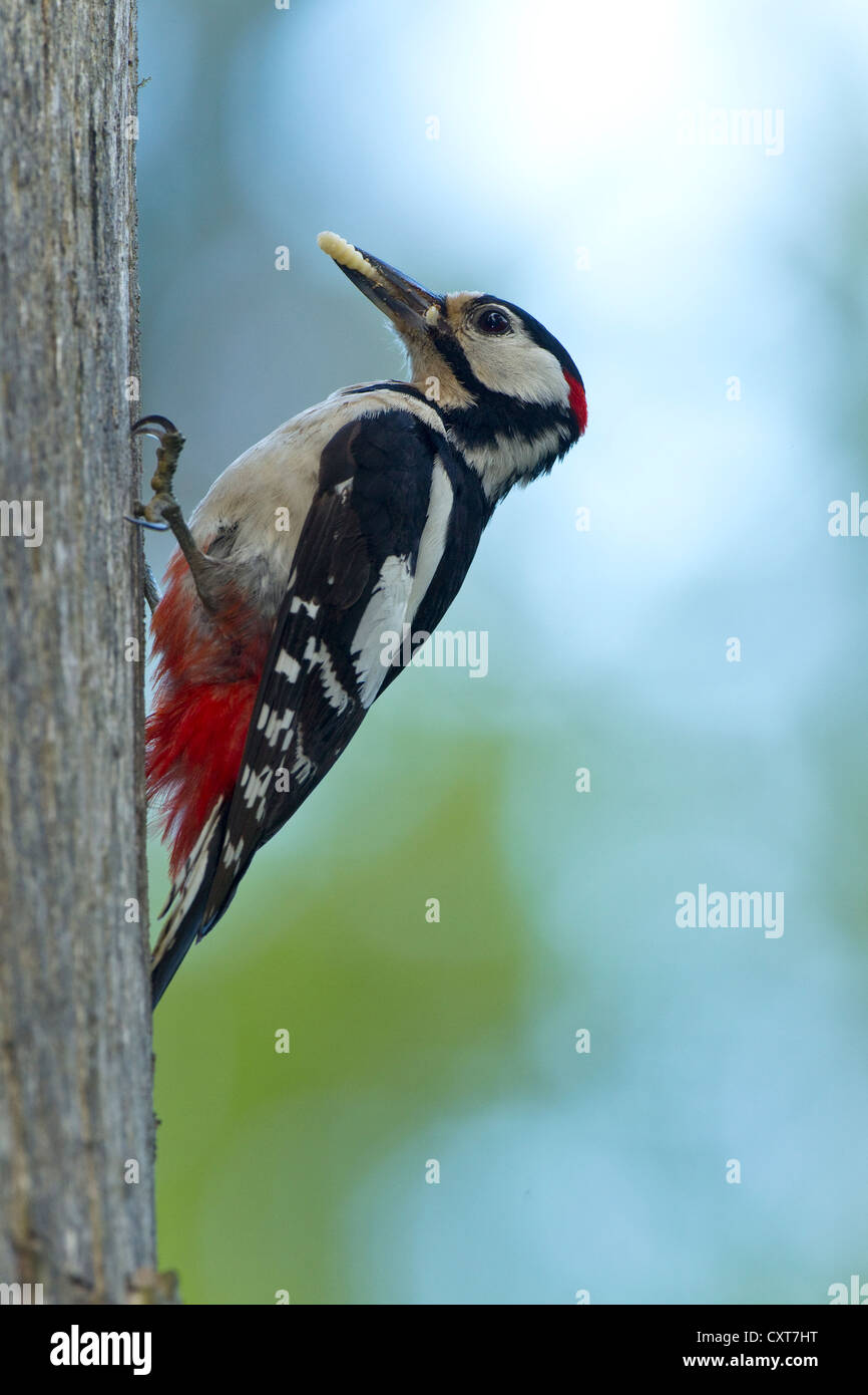 Great Spotted Woodpecker or Greater Spotted Woodpecker (Dendrocopos major), with insects in its beak at the nesting hole Stock Photo