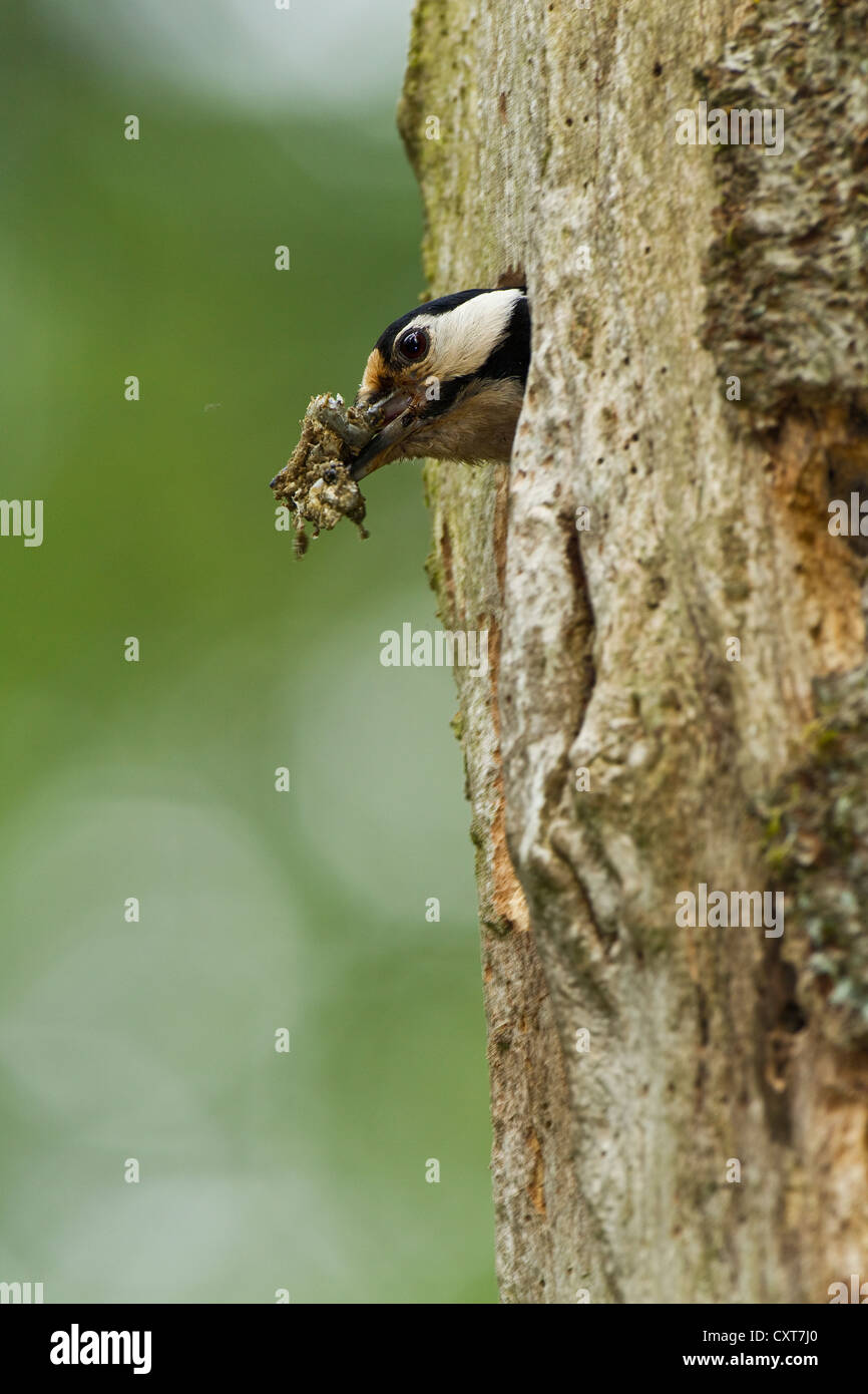 Great Spotted Woodpecker or Greater Spotted Woodpecker (Dendrocopos major), cleaning the nesting hole, Rhineland-Palatinate Stock Photo