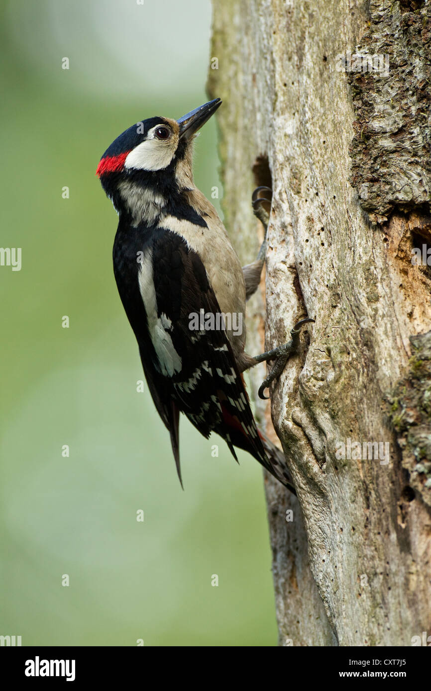 woodpecker-bird-nesting-photo-hi-res-stock-photography-and-images-alamy