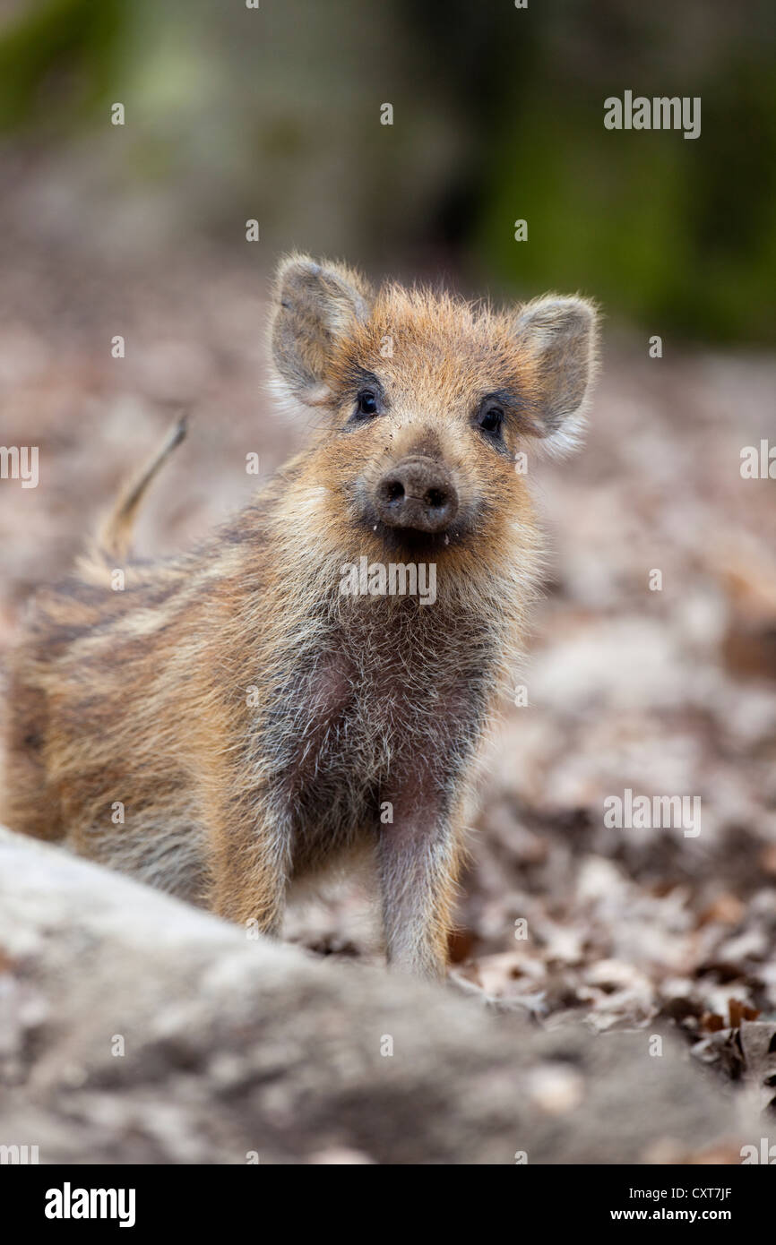 Wild boar (Sus scrofa), young boars, wildlife park, Vulkaneifel district, Eifel region, Rhineland-Palatinate Stock Photo