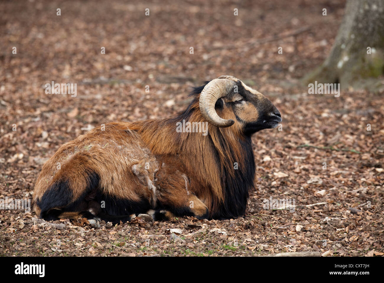 Wild sheep, mouflon (Ovis orientalis), Daun wildlife park, Rhineland-Palatinate Stock Photo