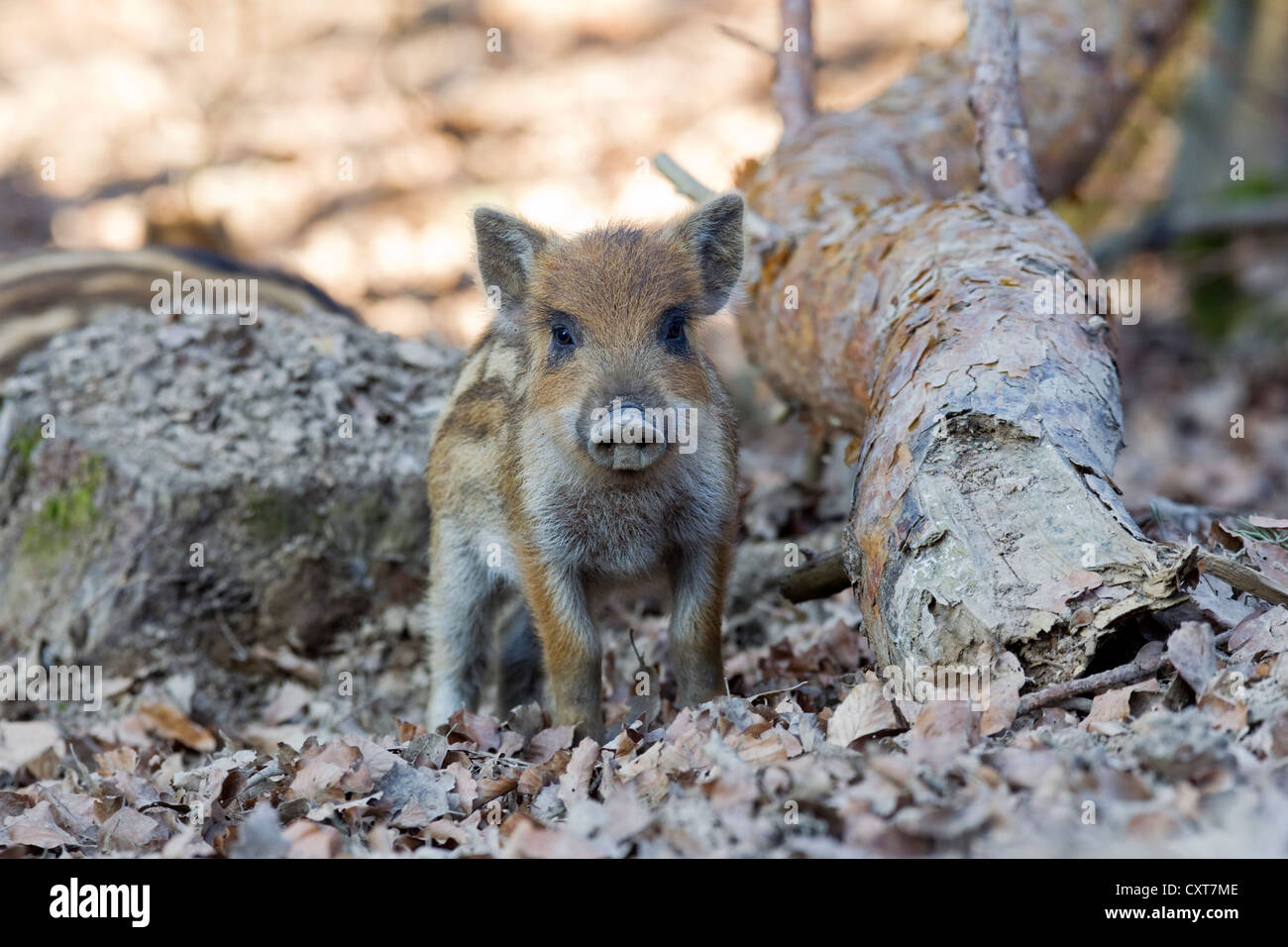 Wild boar (Sus scrofa), shoat, Wildpark Vulkaneifel wildlife park, Rhineland-Palatinate Stock Photo