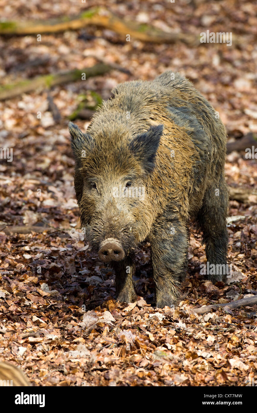 Wild boar (Sus scrofa), boar, male, Wildpark Vulkaneifel wildlife park, Rhineland-Palatinate Stock Photo