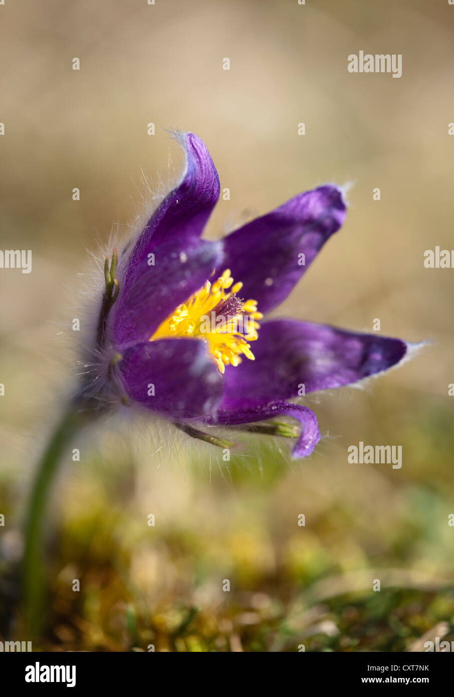 Pasque Flower (Pulsatilla vulgaris), Volcanic Eifel district, Rhineland-Palatinate Stock Photo