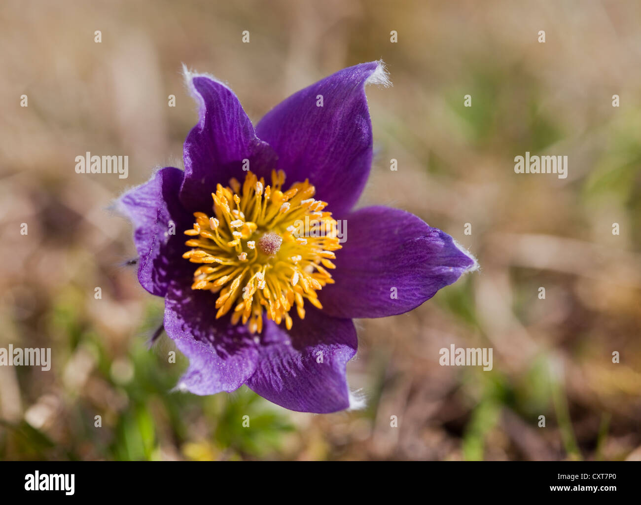 Pasque Flower (Pulsatilla vulgaris), Volcanic Eifel district, Rhineland-Palatinate Stock Photo