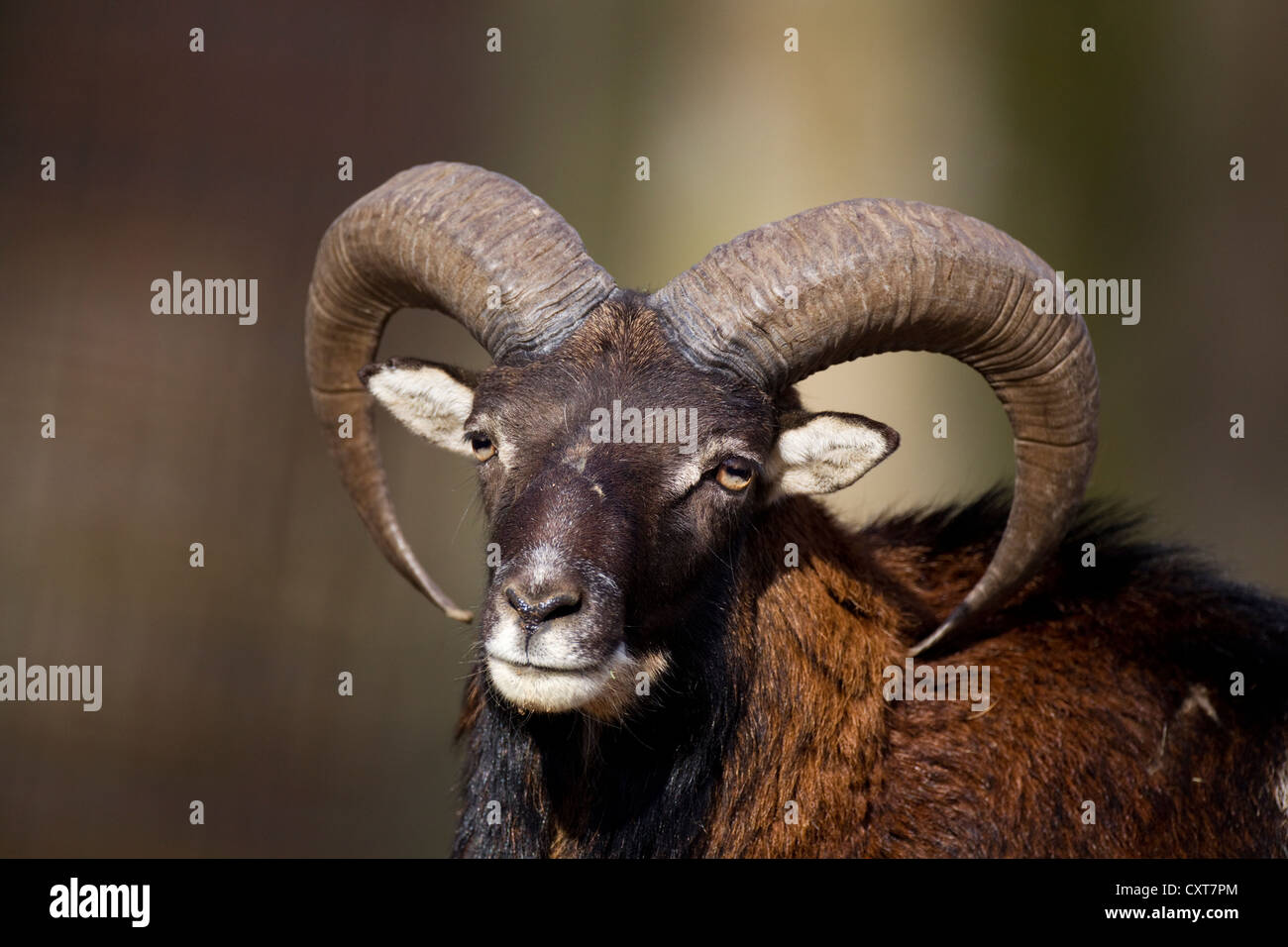 Mouflon (Ovis orientalis), portrait, Wildpark Vulkaneifel deer park, Rhineland-Palatinate Stock Photo
