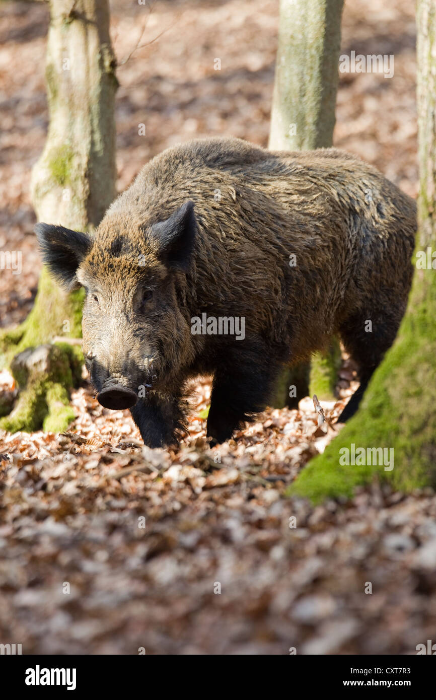 Wild Boar (Sus scrofa), tusker, Wildpark Vulkaneifel deer park, Rhineland-Palatinate Stock Photo
