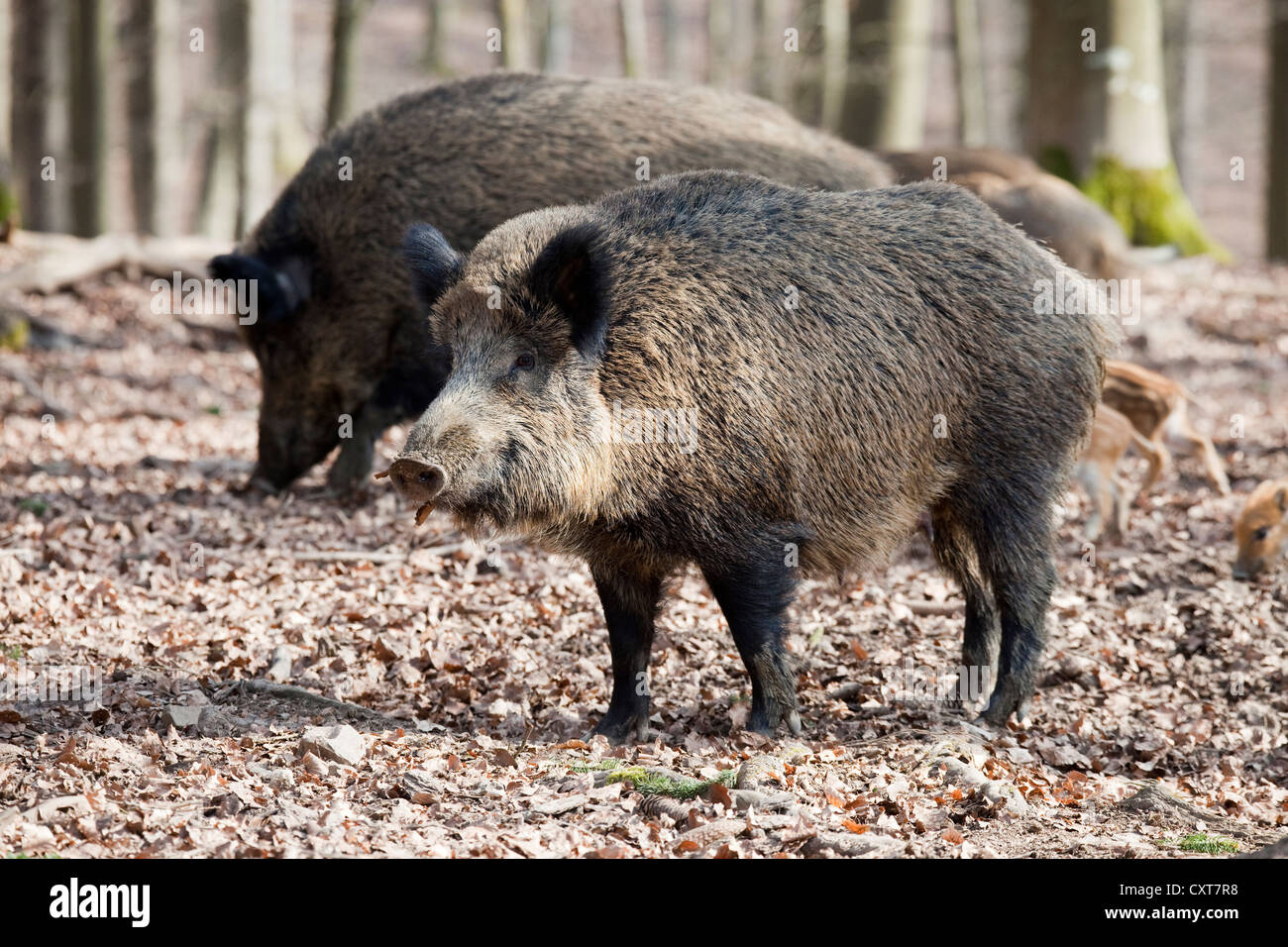 Wild Boar (Sus scrofa), Wildpark Vulkaneifel wildlife park, Rhineland-Palatinate Stock Photo
