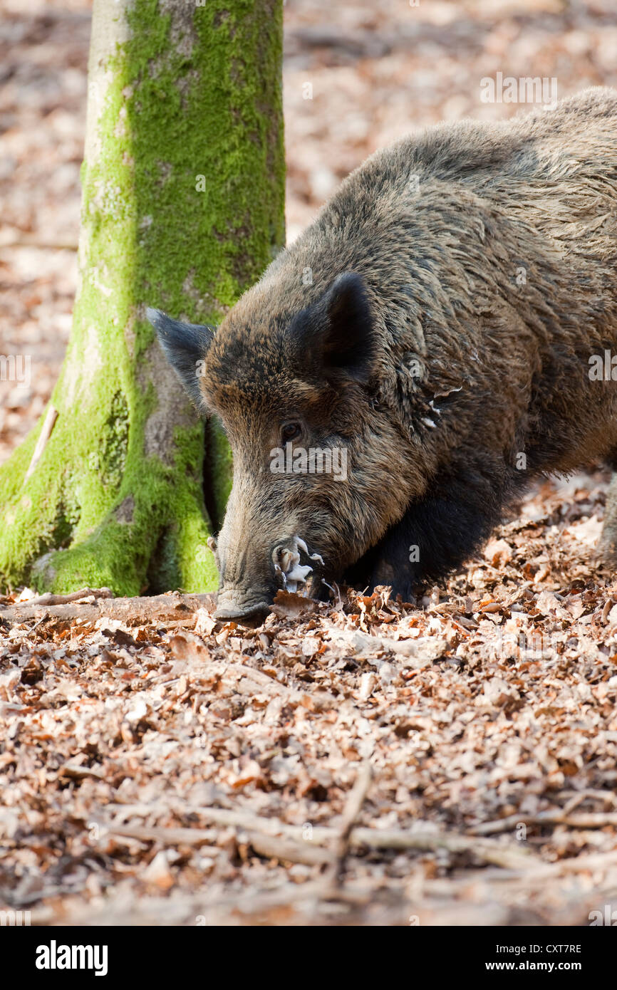 Wild Boar (Sus scrofa), tusker, Wildpark Vulkaneifel wildlife park, Rhineland-Palatinate Stock Photo