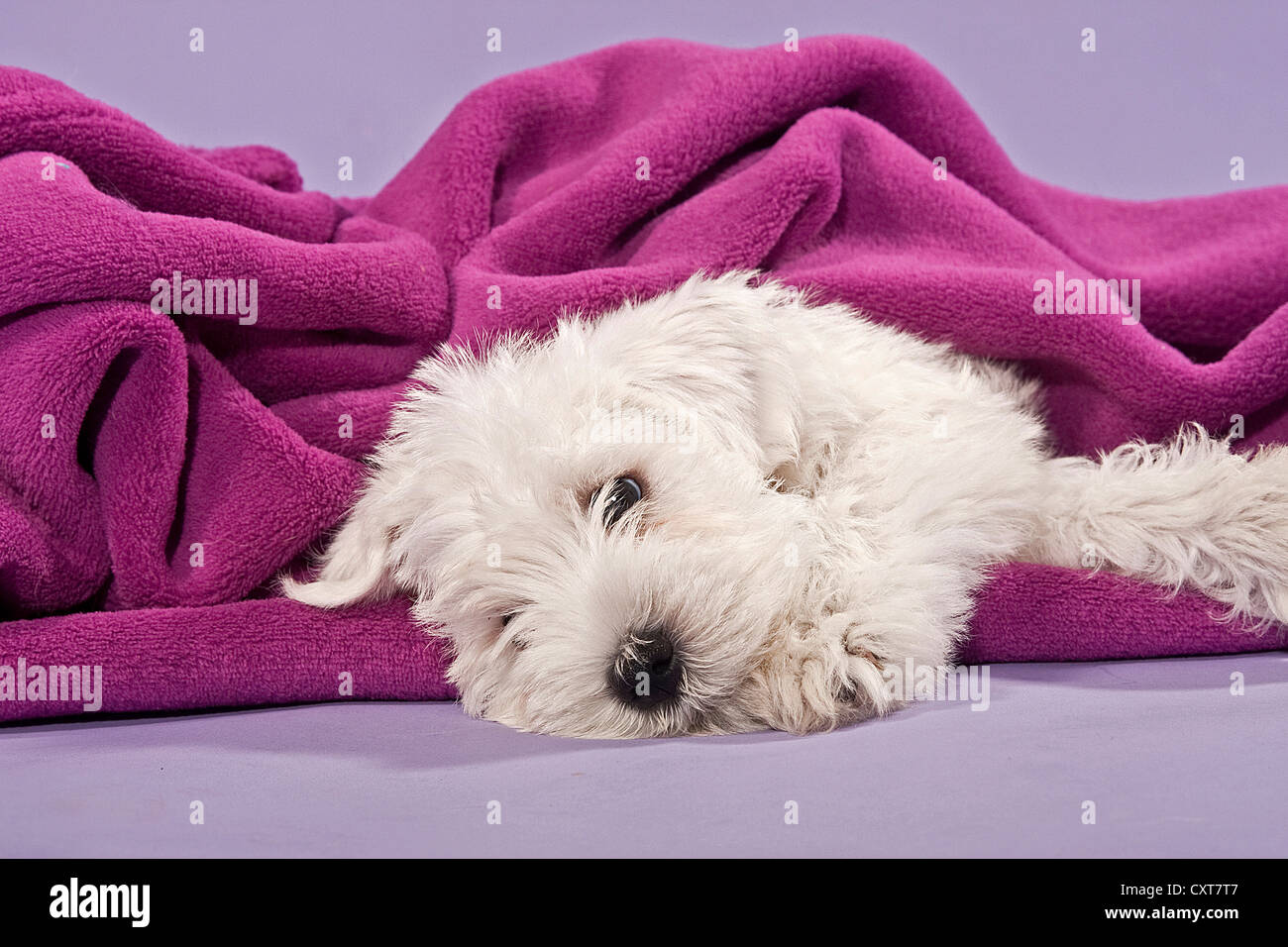 White Miniature Schnauzer puppy with a blanket Stock Photo