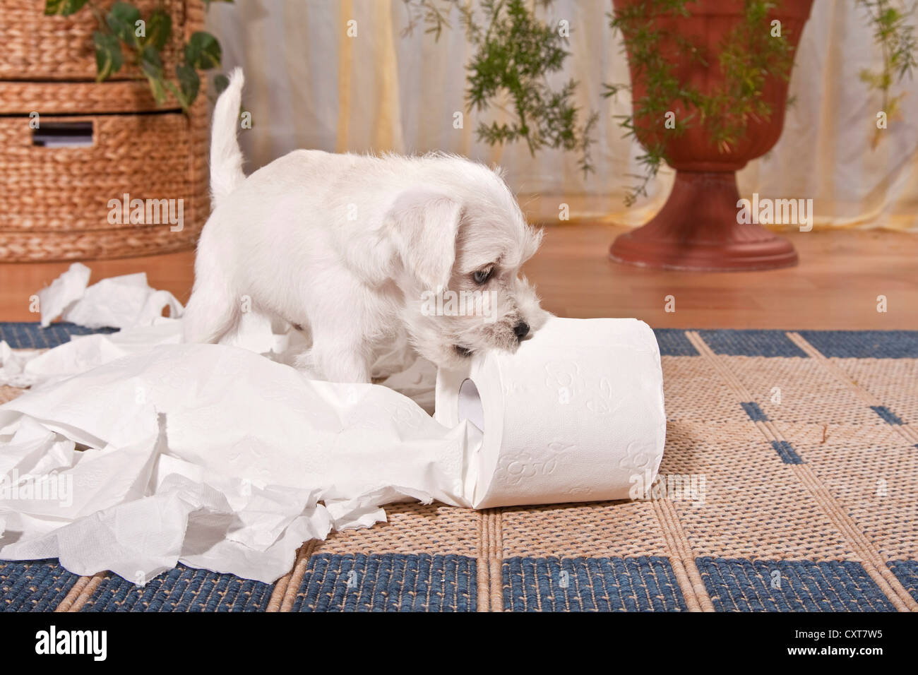 Cheeky white Miniature Schnauzer puppy surrounded by shredded toilet paper Stock Photo