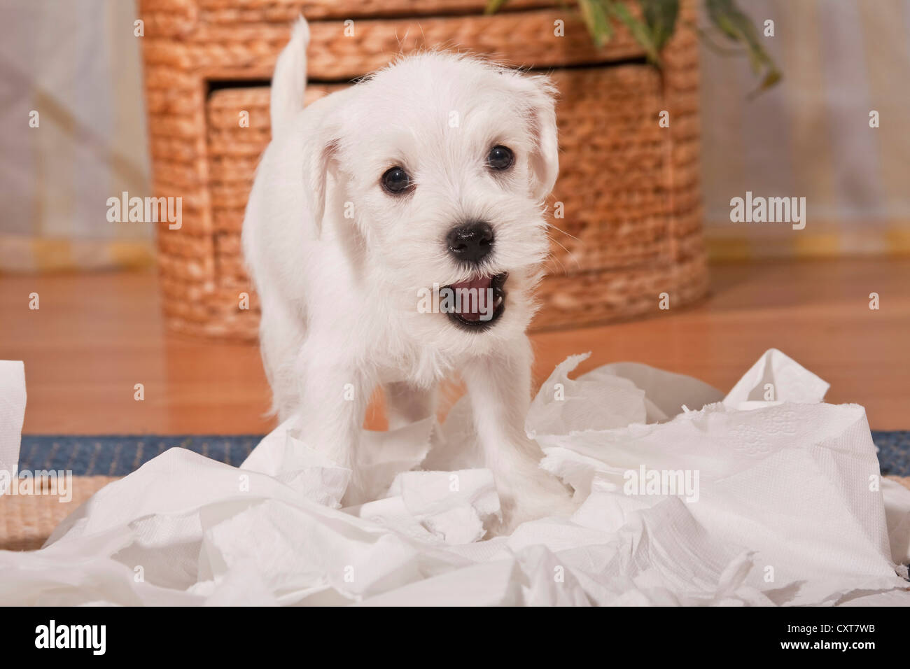 Cheeky white Miniature Schnauzer puppy surrounded by shredded toilet paper Stock Photo