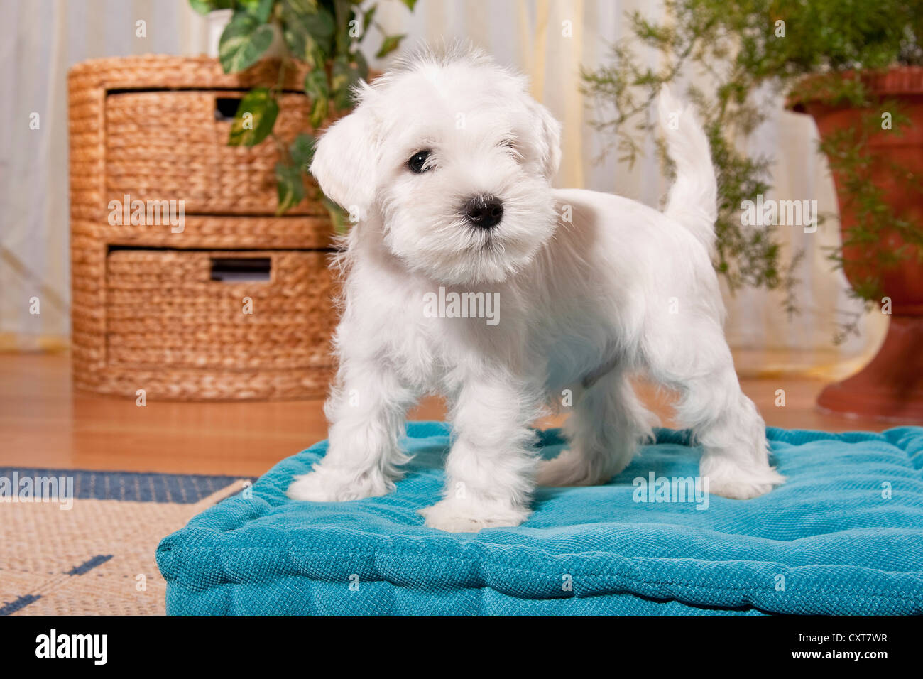 White Miniature Schnauzer Puppy On A Pillow Stock Photo Alamy