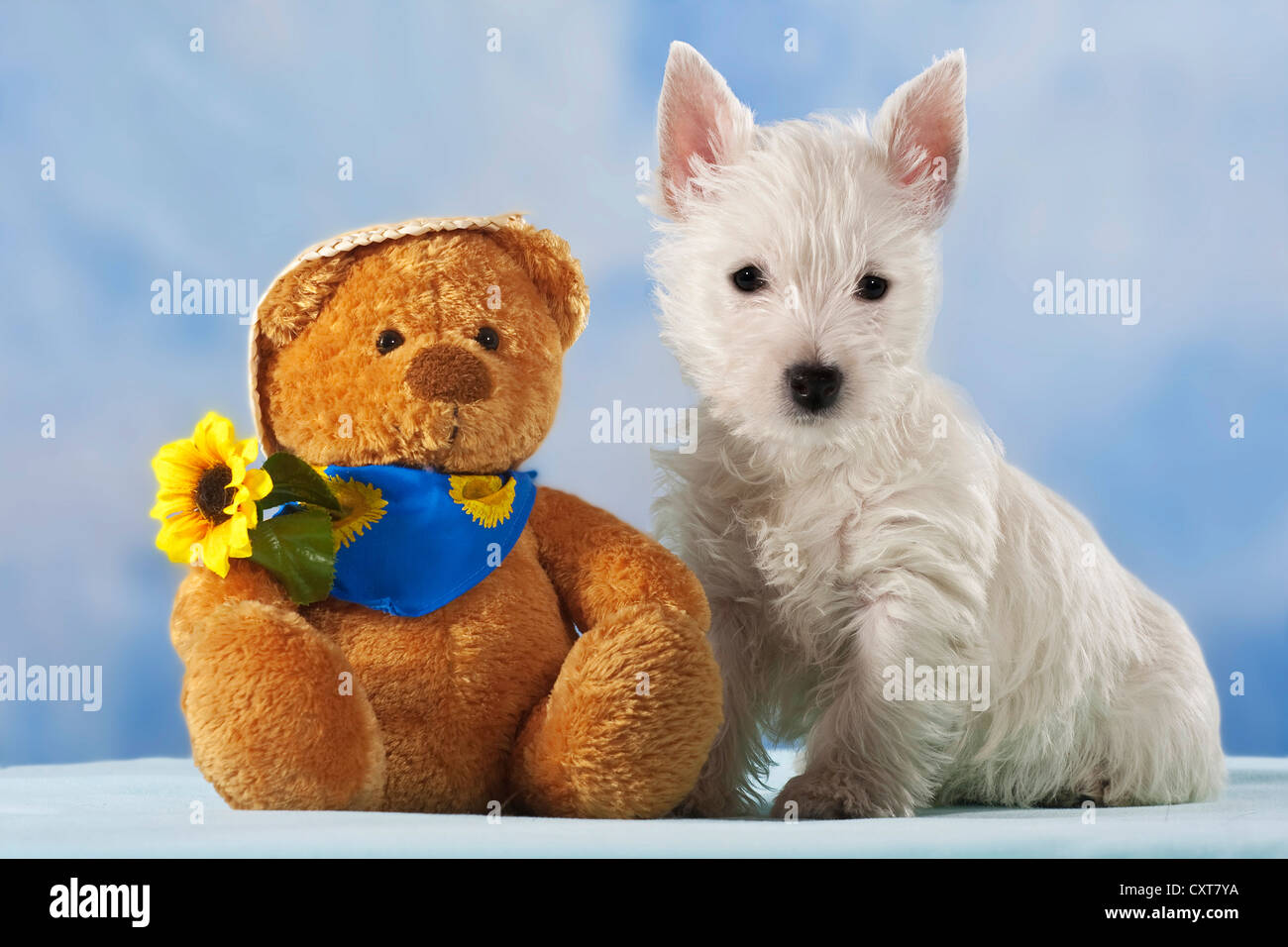 Westie top teddy bear