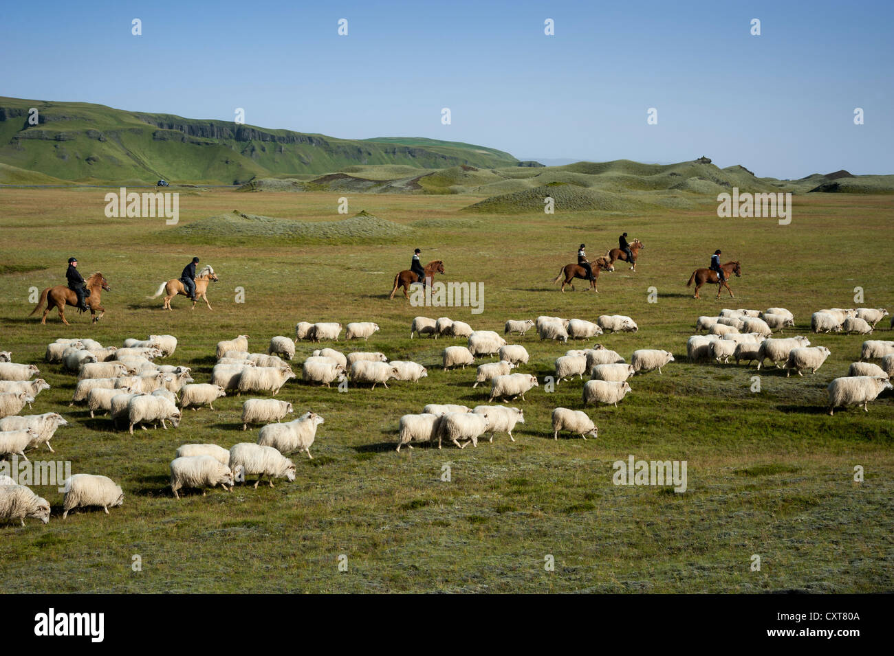 Flock of sheep on a green meadow or pasture, riders on horses, bringing down sheep in Kirkjubæjarklaustur, South Iceland Stock Photo