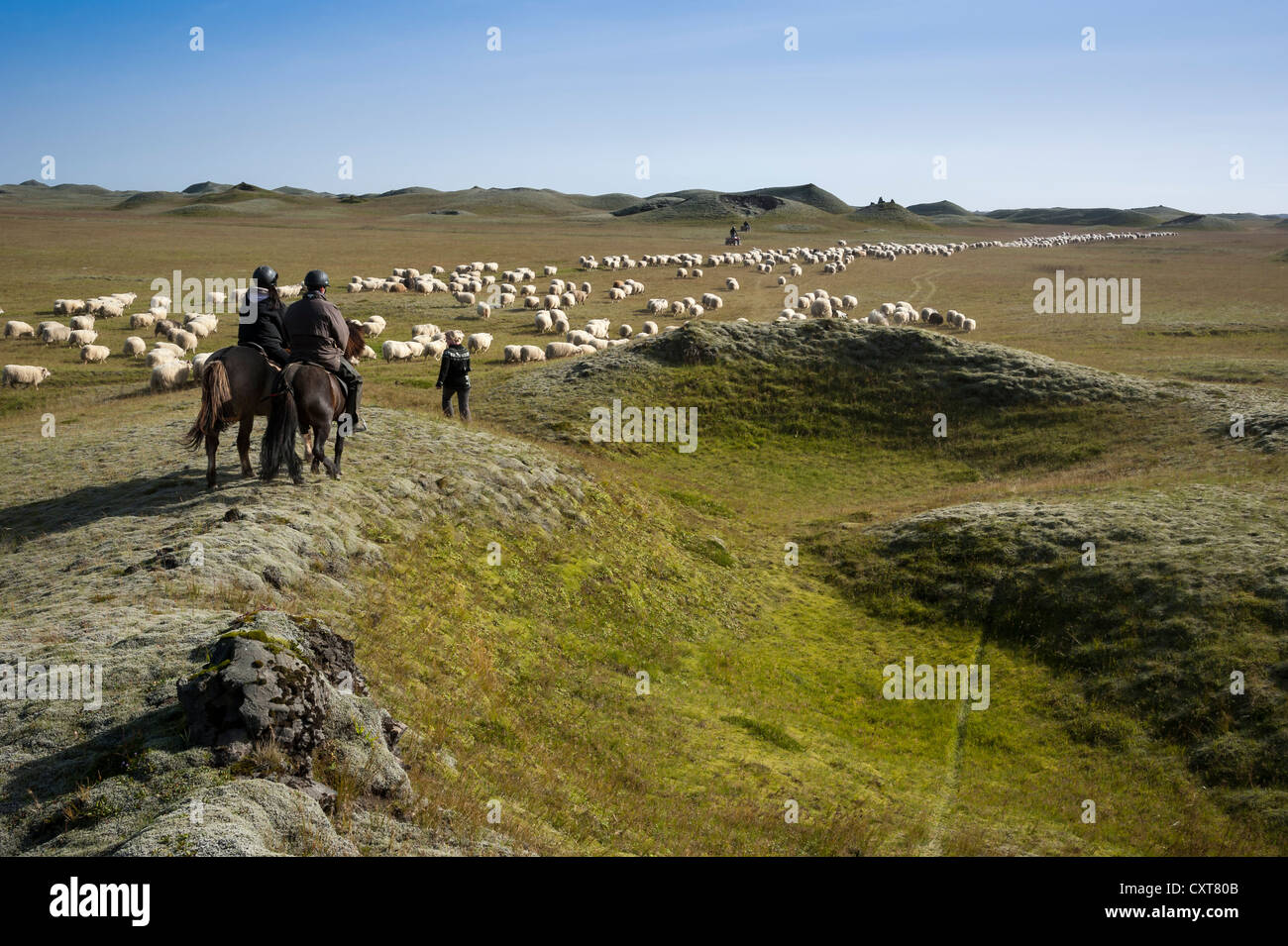 Flock of sheep on a green meadow or pasture, riders on horses, bringing down sheep in Kirkjubæjarklaustur, South Iceland Stock Photo