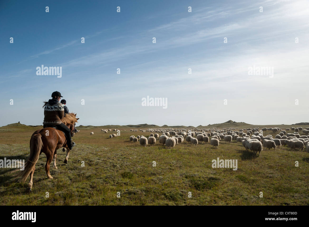 Flock of sheep on a green meadow or pasture, rider on a horse, bringing down sheep in Kirkjubæjarklaustur, South Iceland Stock Photo