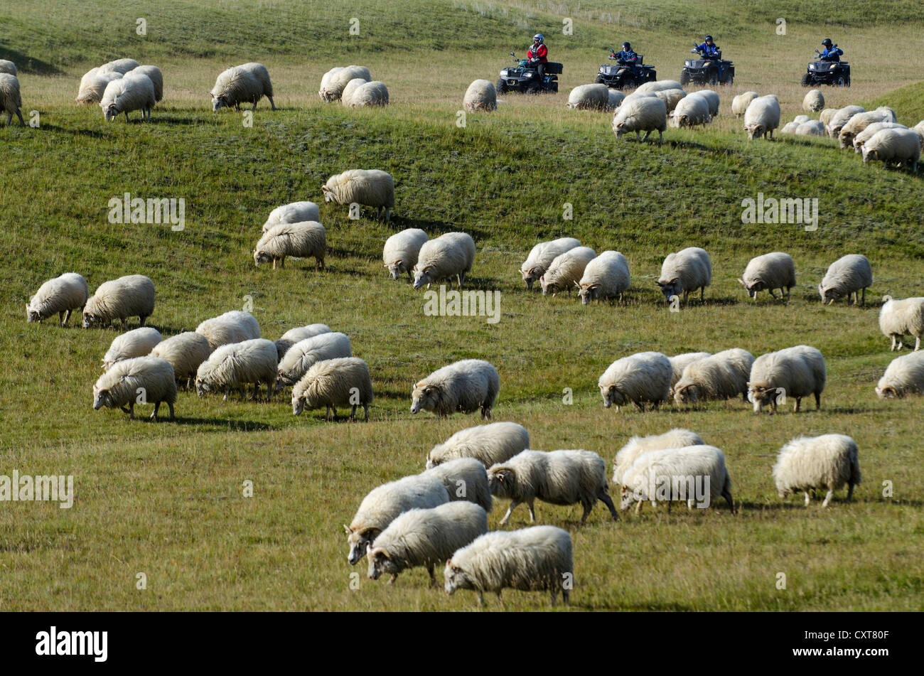 Flock of sheep and quads on a green meadow or pasture, bringing down sheep in Kirkjubæjarklaustur, South Iceland, Iceland Stock Photo