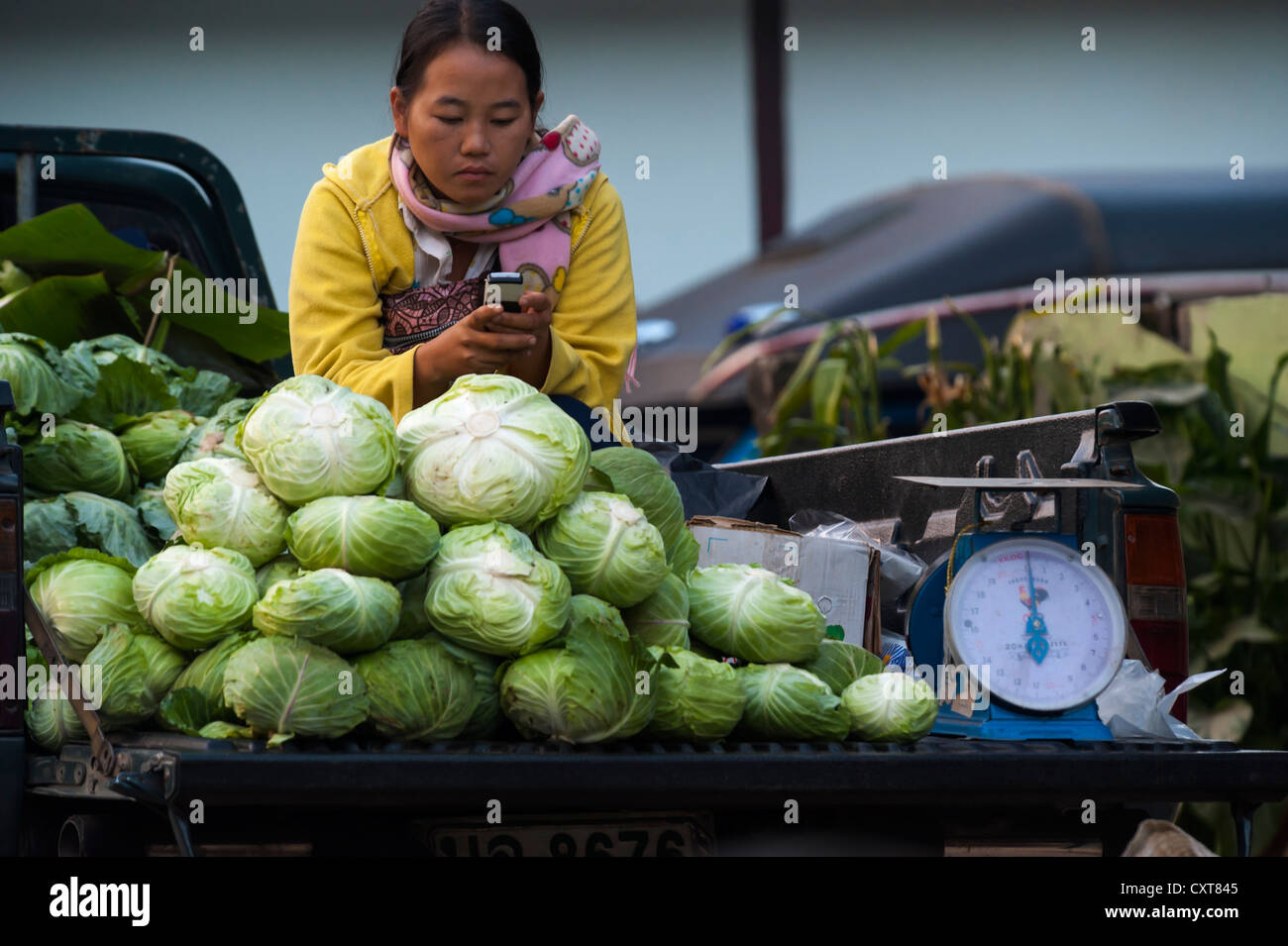 Vendor with a mobile phone selling green cabbage at a vegetable stall, market, Bin Hin Taek or Therd Thai or Thoed Thai Stock Photo