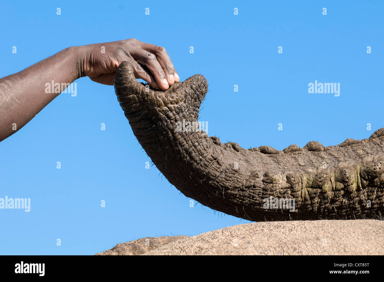 Hand touching elephant trunk, keeper feeding elephant (Loxodonta africana), Hazyview Elephant Sanctuary, Mpumalanga Stock Photo