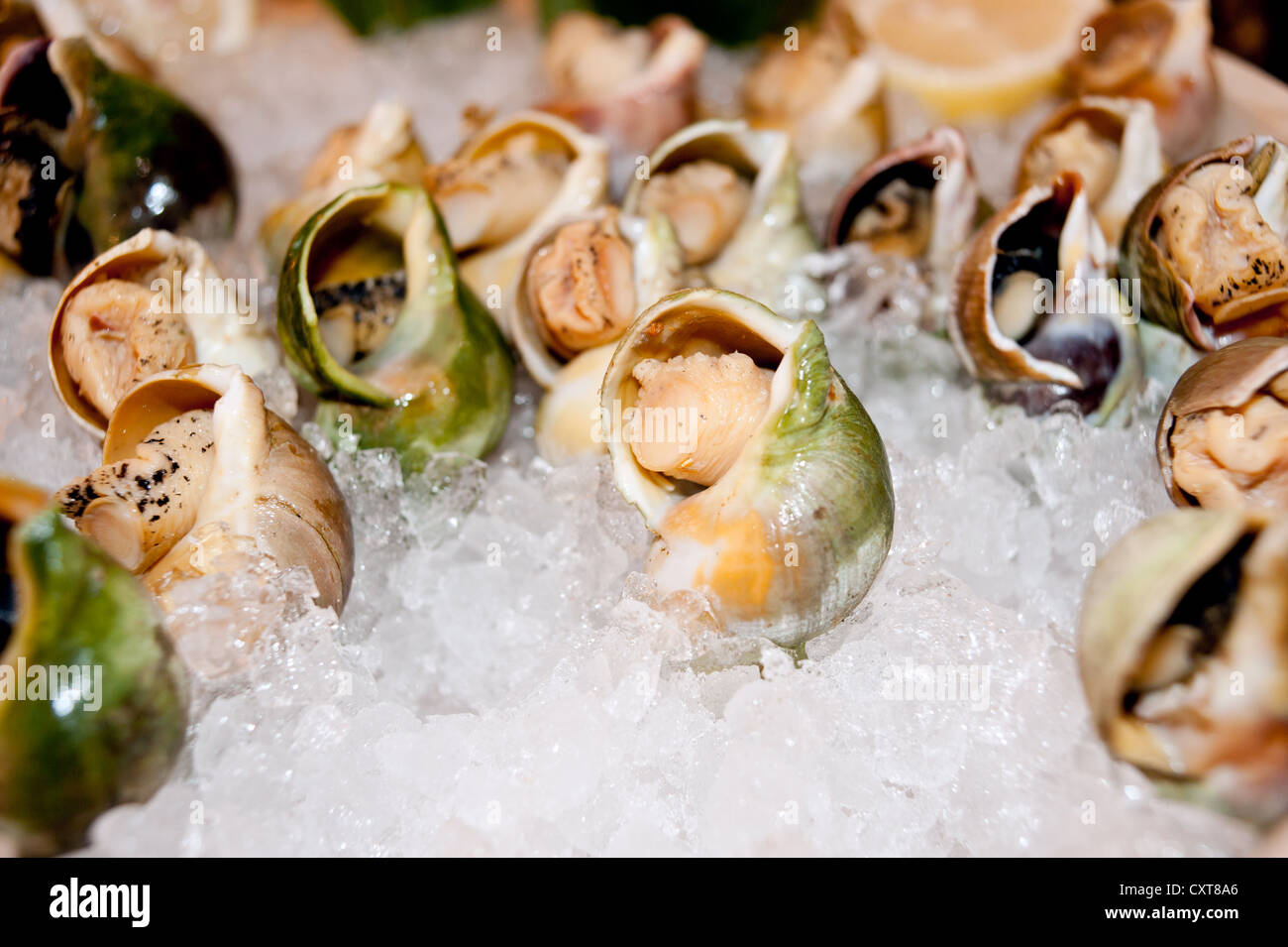 Conch seafood hi res stock photography and images Alamy