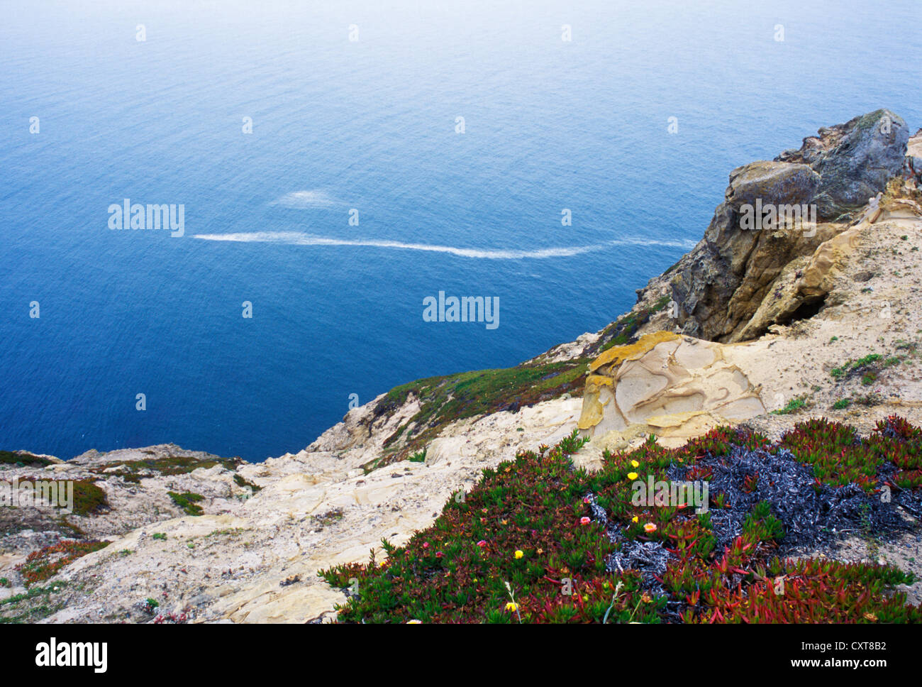 View of Pacific Ocean from cliffs at Point Reyes National Park in ...