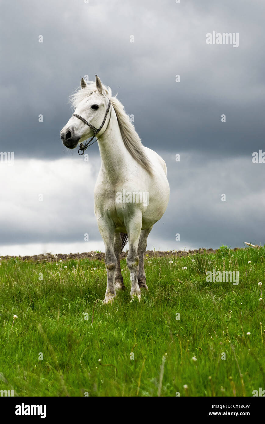 Free horse Stock Photo
