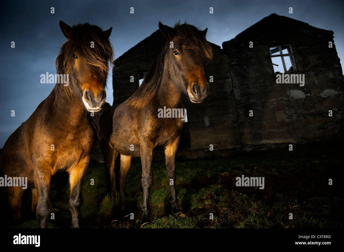 Iceland horses, abandoned farm, south-eastern coast, Iceland, Europe Stock Photo