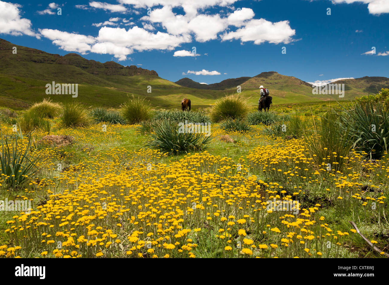 Woman riding across a meadow in the highlands, Drakensberg, Kingdom of Lesotho, southern Africa Stock Photo
