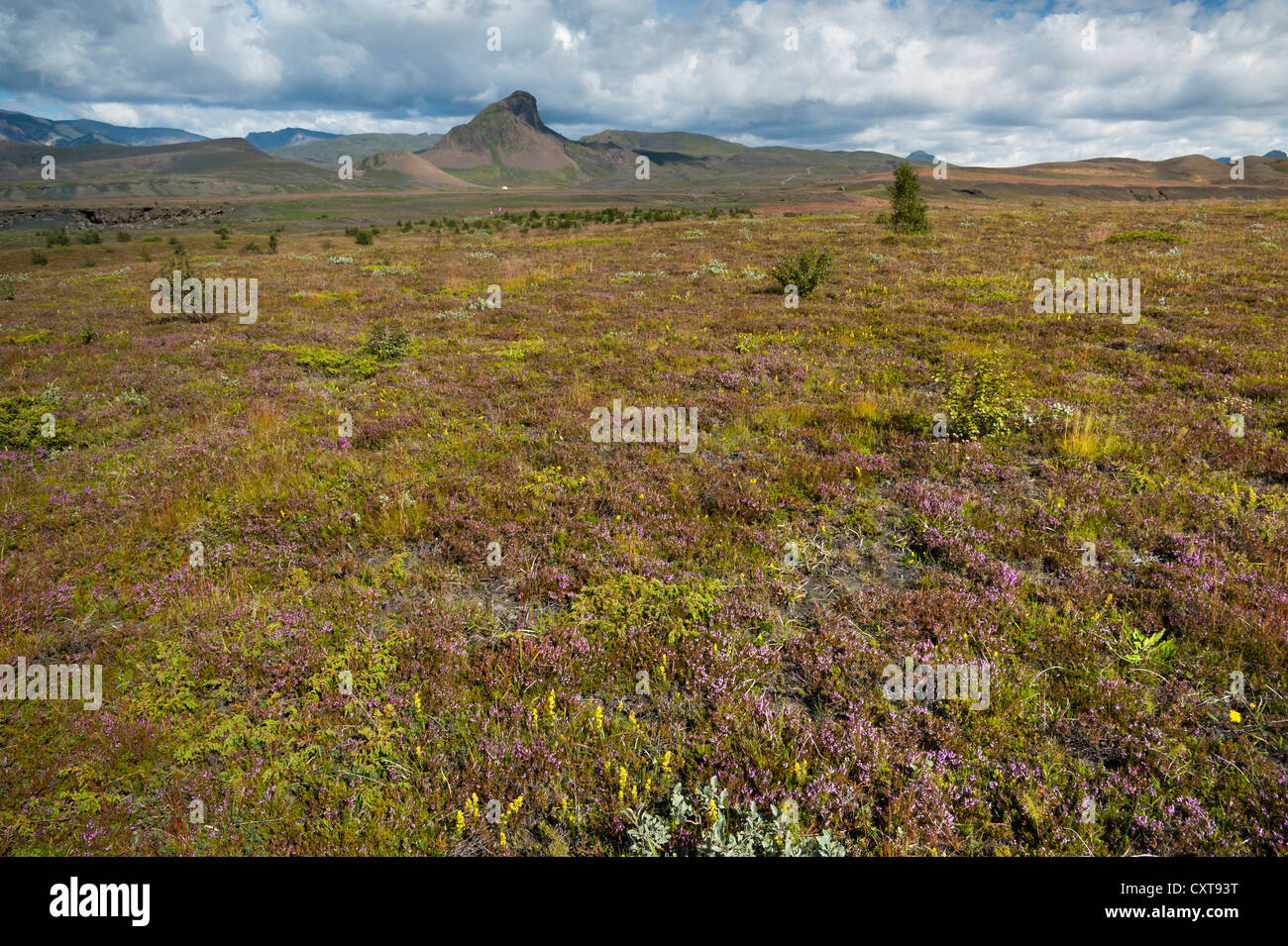 Vegetation at the Laugavegur hiking trail, Emstrur-Þórsmoerk, Thorsmoerk, highlands, Iceland, Europe Stock Photo