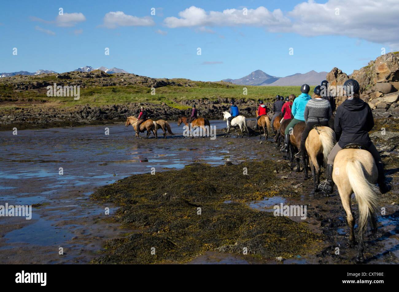 People riding Icelandic Horses in Iceland, Snæfellsnes Peninsula, Iceland, Europe Stock Photo