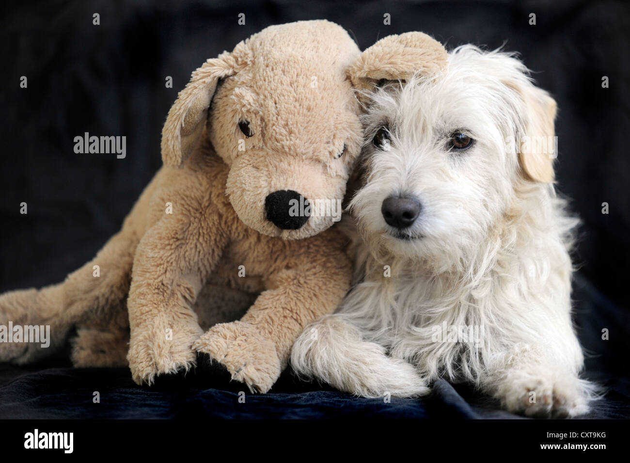 Terrier cross breed, 1 year, with soft or cuddly toy Stock Photo