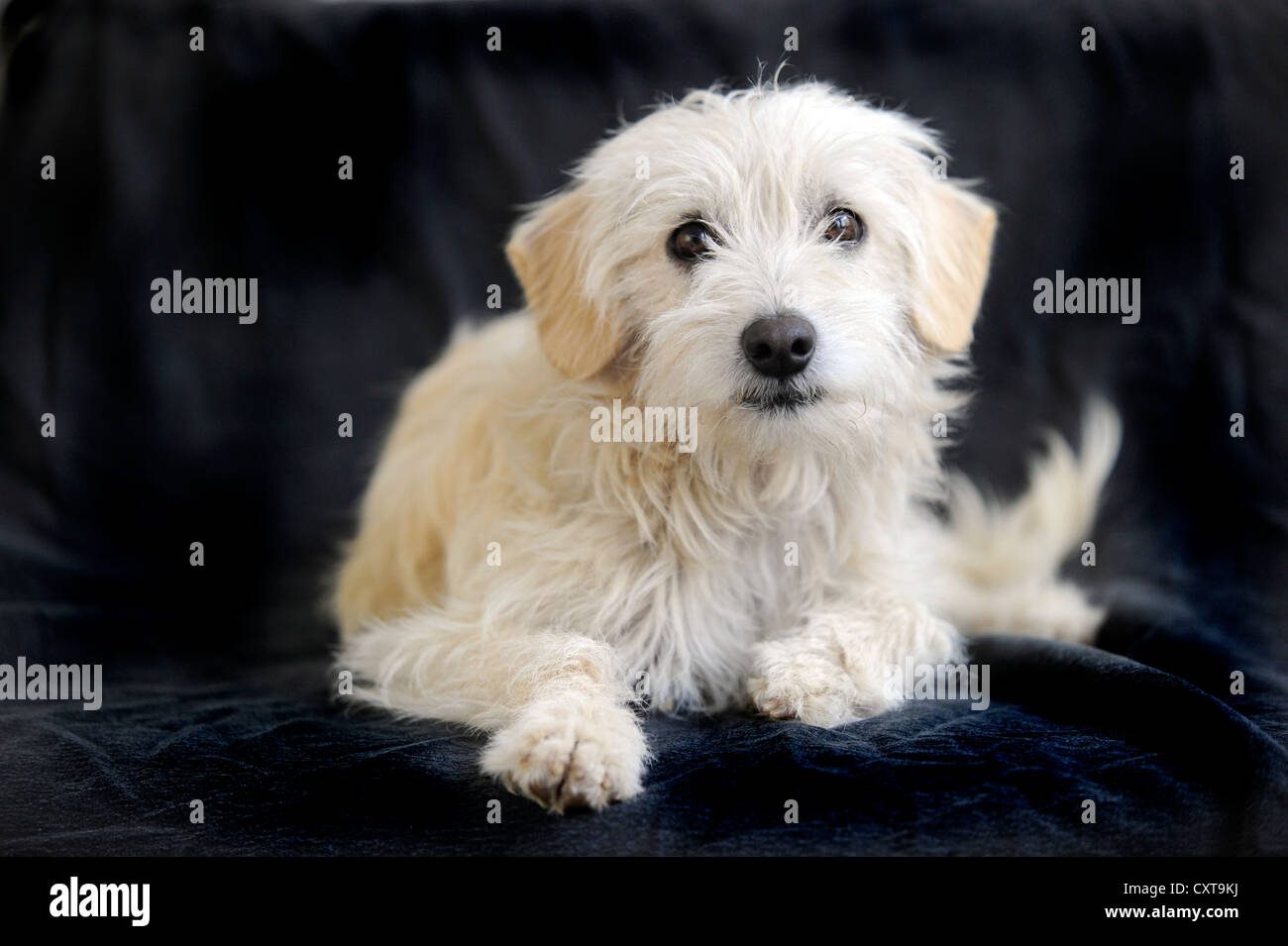 Terrier cross breed hi-res stock photography and images - Alamy