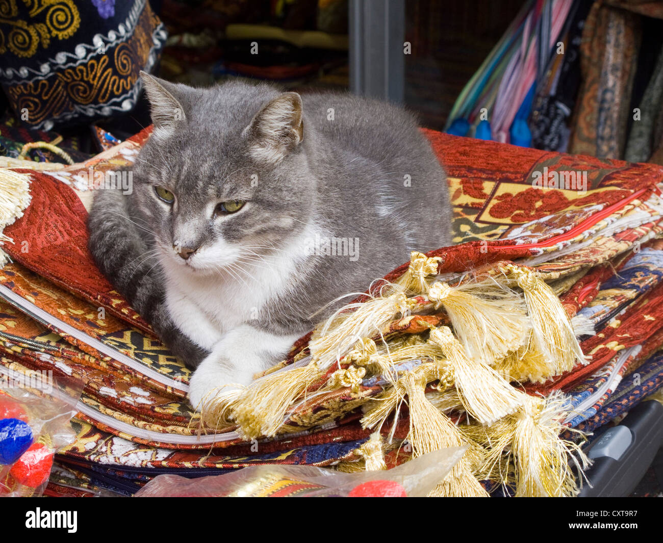 Türkei, Istanbul, Katze bei einem Teppichhändler im Grossen Basar. Stock Photo